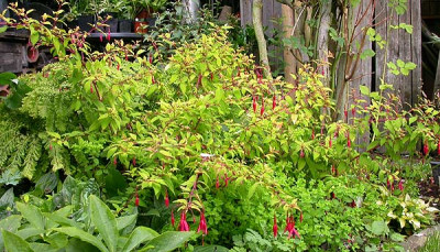 Fuchsia_magellanica_Aurea_11.7.09.jpg