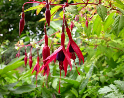 Fuchsia_magellanica_Aurea_Blute_11.7.09.jpg