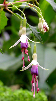 Fuchsia_Lionel_Blute_11.7.09.jpg