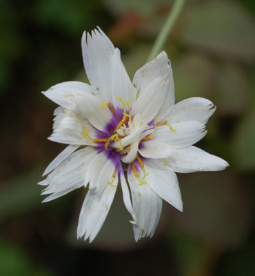 Catananche_caerulae_bicolor_0010__54200.jpg