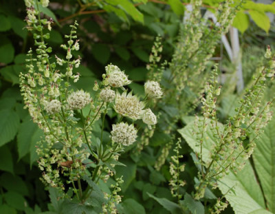 Astrantia_major_Snowstar__Teucrium_scorodonia_0010__54373.jpg