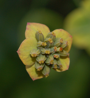 Bupleurum_longifolium_0010__54280.jpg