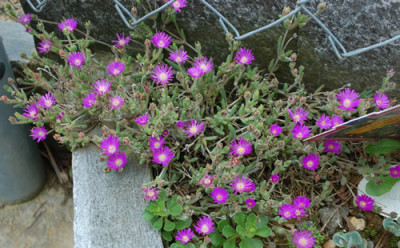 Delosperma_brunnthalerii__0010__54395.jpg
