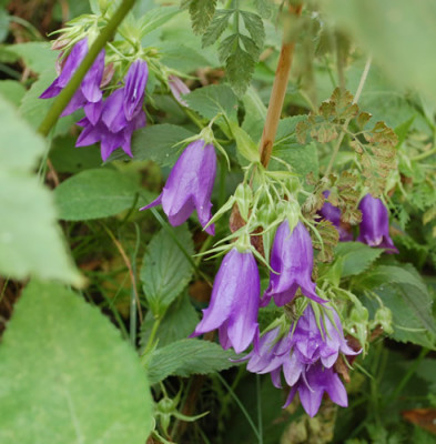 Campanula_latifolia_var._macrantha_0010__54221.jpg