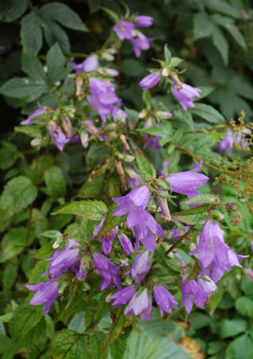 Campanula_trachelium_0010__54366.jpg