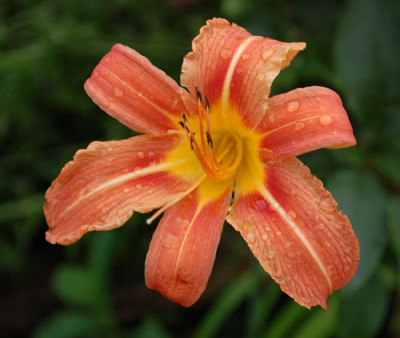 Hemerocallis_fulva_0010__54251.jpg