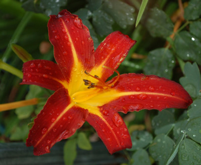 Hemerocallis_0010__54231.jpg