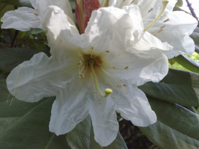 Kopie_von_12072009Rh.auriculatum_03.jpg