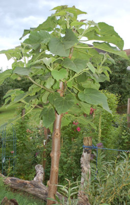 Paulownia_tomentosa_0010__54287.jpg