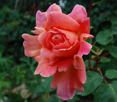 Anne_Marie_Trechslin_0010__54121.jpg