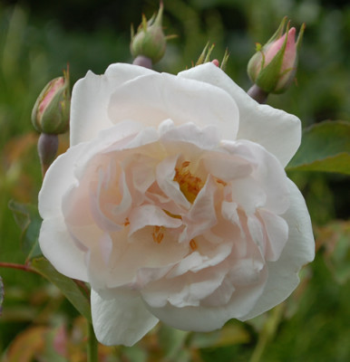 Blanche_Duranthon_0010__54151.jpg