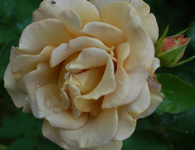Honey_Dijon_0010__54306.jpg