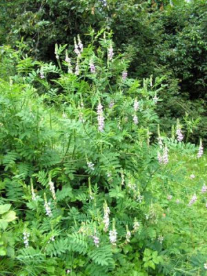 galega_officinalis.jpg