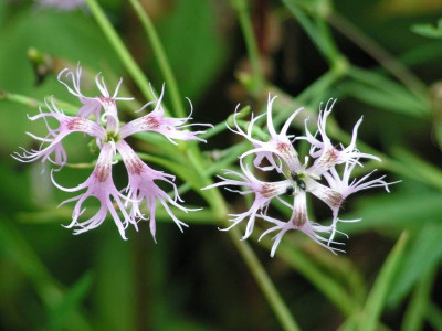 dianthus_sup.jpg