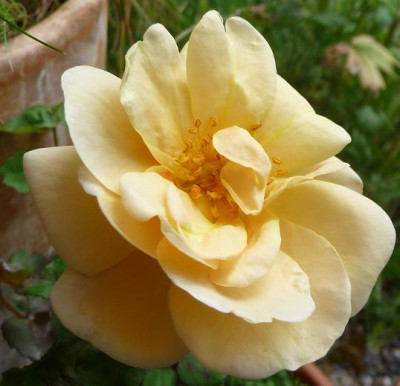 EleganteEdith_07_09_04.JPG
