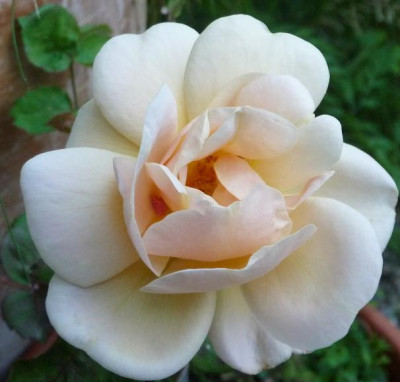 EleganteEdith_07_09_05.JPG