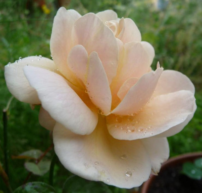EleganteEdith_07_09_07.JPG