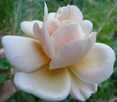 EleganteEdith_07_09_06.JPG