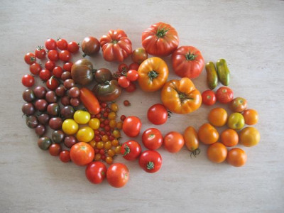 erste-tomatenernte.jpg