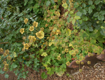 Langblattriges_Hasenohr_Bupleurum_longifolium_0010__54423.jpg