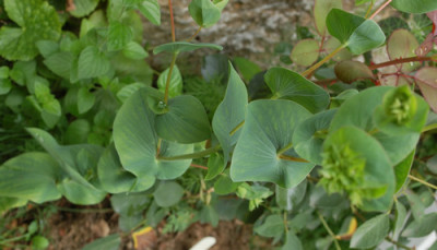 Rundblattriges_Hasenohr_Bupleurum_rotundifolium_0010_54451.jpg