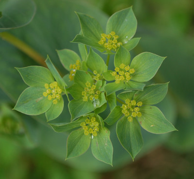 Rundblattriges_Hasenohr_Bupleurum_rotundifolium_0010__54448.jpg