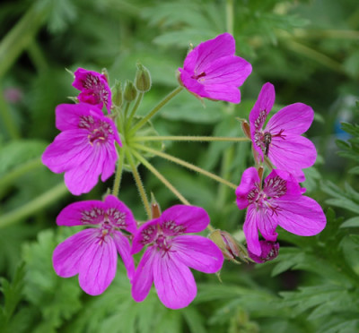 Erodium_manescavii_0010__54197.jpg