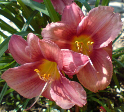 Hemerocallis_unbekannt.jpg