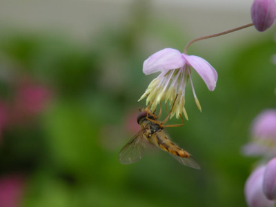 Schwebfliege_auf_Thalictrum.JPG
