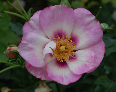 Pejambigeye_0010__54319.jpg