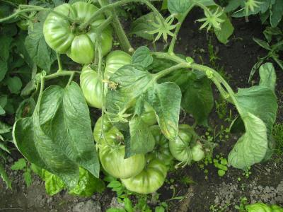 Tomatenbehang.jpg