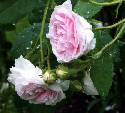 Fantin_Latour_2.1.jpg