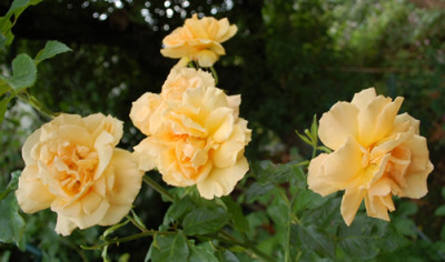 Westfalenpark_0010__54301.jpg