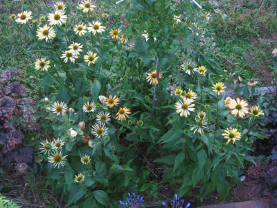 echis_0445.jpg