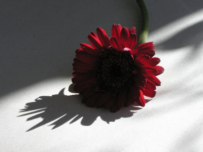 Gerbera-Marz-1.jpg