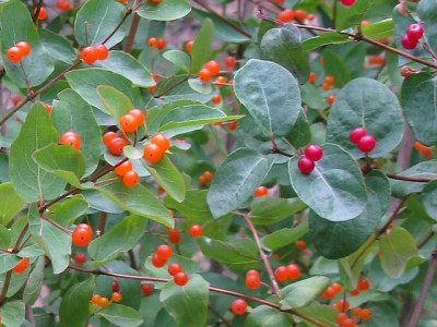 Lonicera_orange.jpg