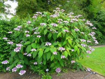 209-07-12_Hydrangea_aspera_in_Weihenstephan.jpg