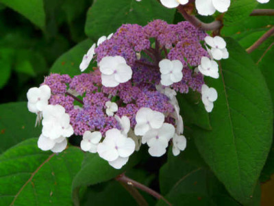 2009-07-12_Hydrangea_aspera_in_Weihenstephan_Blute.jpg