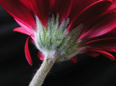 Gerbera-Marz-2.jpg