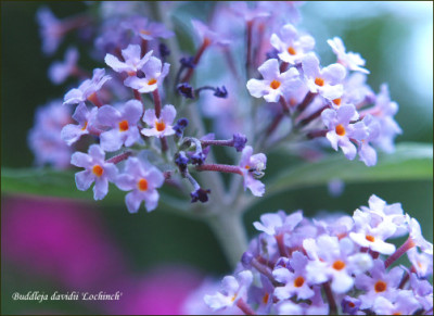 Buddleja_davidii_Lochinch.jpg