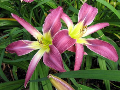 Star_Testimony_14671.jpg