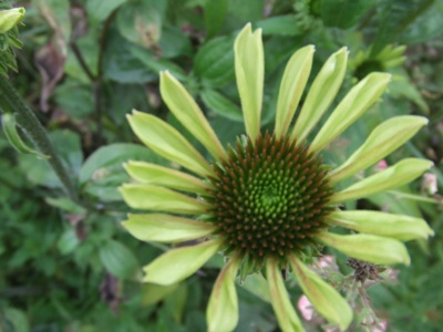 Echinacea_Green_Envy_029.jpg