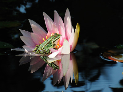 kl_wasserfrosch_seerose_nah.jpg