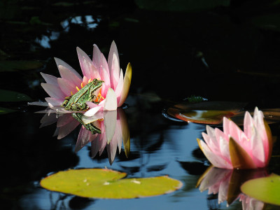 kl_wasserfrosch_seerose.jpg