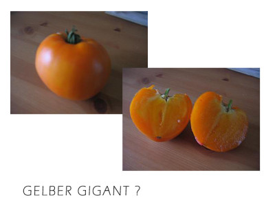 oranger_gelber_gigant.jpg