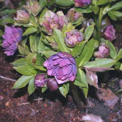 PouckeHorst_violet-gruen_gefuellt_2.jpg