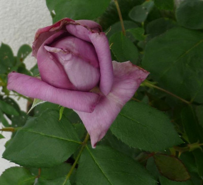 MamyBlue_07_09_01.JPG