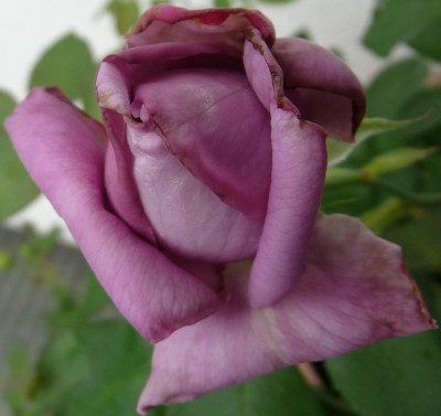 MamyBlue_07_09_02.JPG