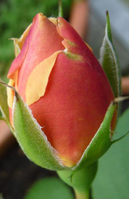 Heimkehrer_07_09_03.JPG