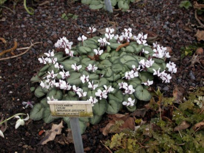 Cyclamen_coum_weiss_2.jpg